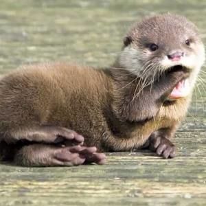 Meet your Posher, Penny